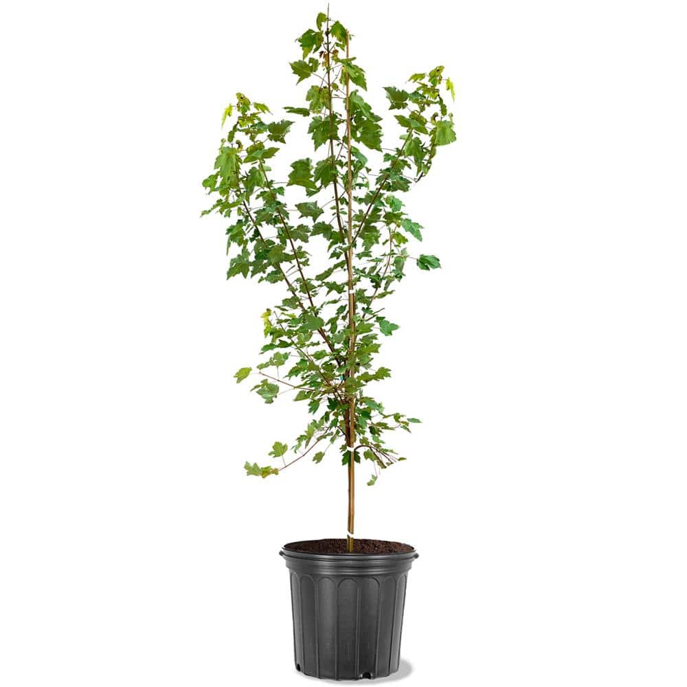 October Glory Red Maple Shade Tree - Hercitys