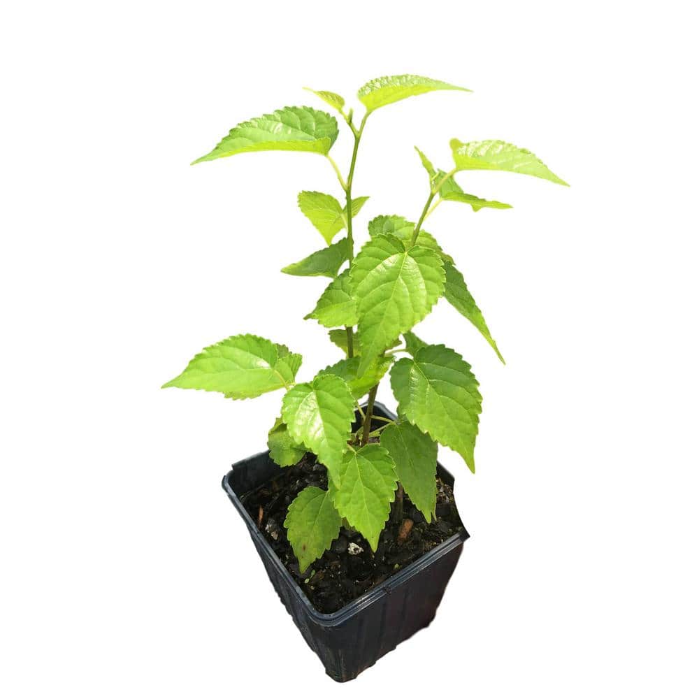 Dwarf Mulberry Plant in a 4 in. Pot - Hercitys