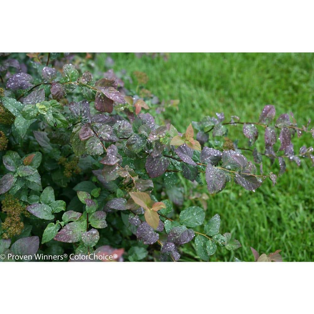 Double Play Blue Kazoo Spirea (Spiraea) Live Shrub, White Flowers and Blue Foliage, 4.5 in. Qt. - Hercitys