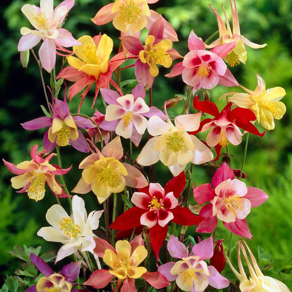 Aquilegia Columbine Mixed (Set of 5 Roots) - Hercitys