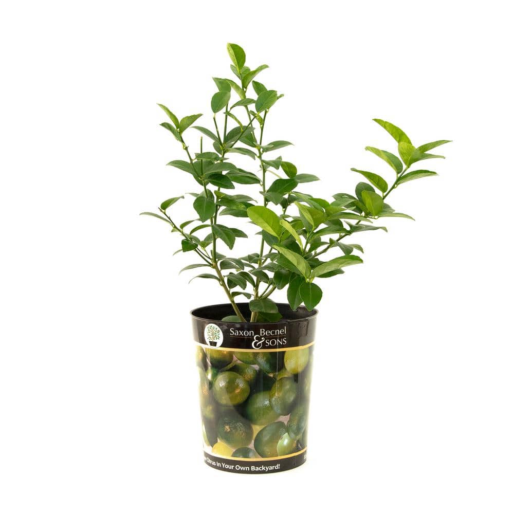 Persian Lime Tree Live Plant (1 gal. Pot) - Hercitys
