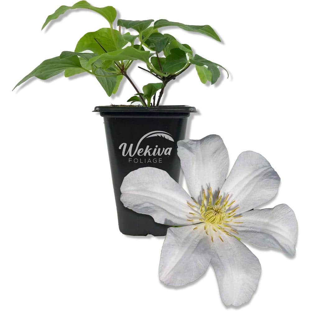 Clematis Huldine-2 Live Starter Plants in 2 Inch Growers Pots-Starter Plants Ready for The Garden - Hercitys