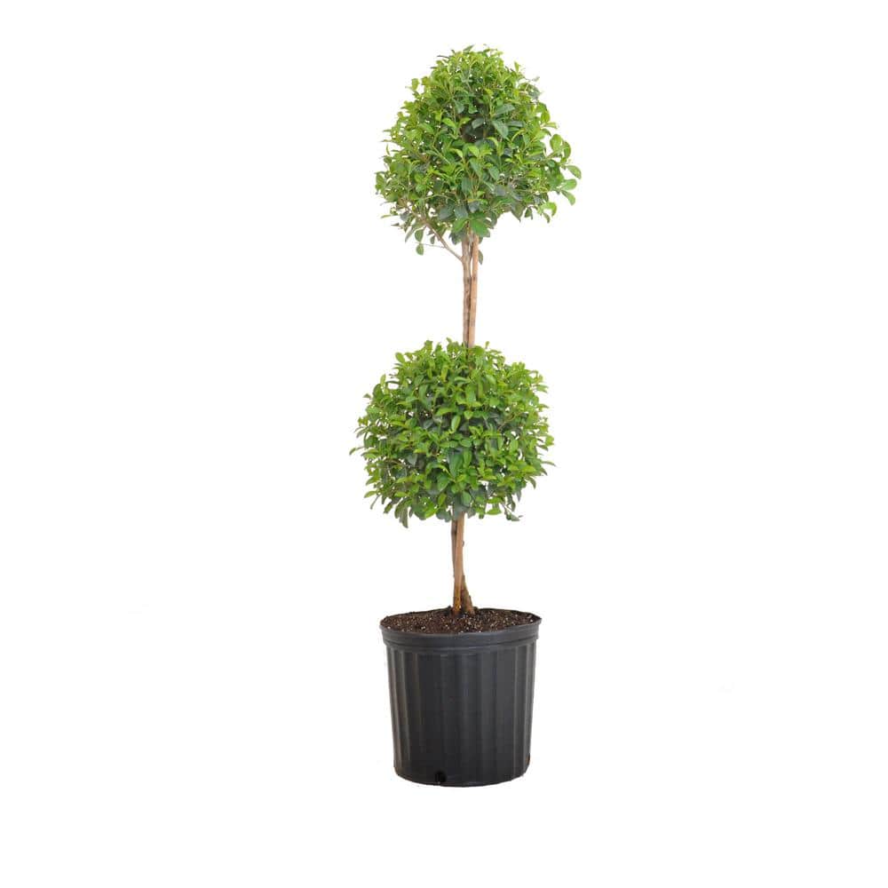 Eugenia Myrtifolia Topiary Shipped in 9.25 inch Grower Pot - Hercitys