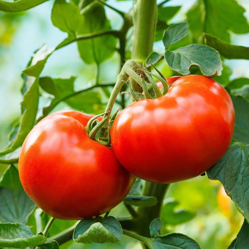 6.1 in. Tomato Healthy Seed Grow Kit - Hercitys