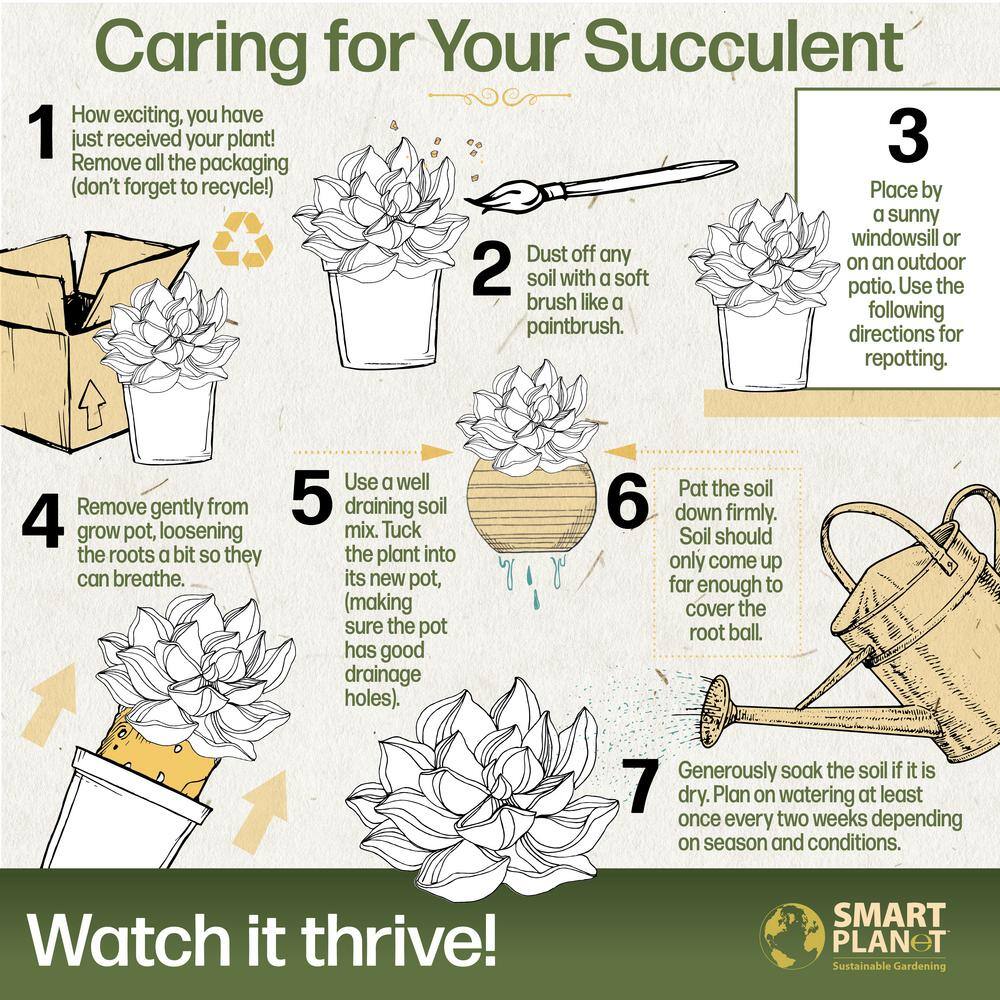 Variegated Succulent Plants Mini Plant 4-Pack (Echeveria, Calico Kitten, Sedum) in 2.5 in. Grower Pots, Non-Flowering - Hercitys