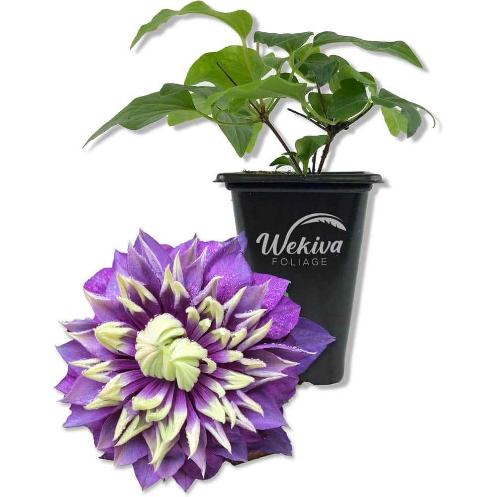 Clematis Taiga-Live Starter Plant in a 2 Inch Growers Pot-Starter Plants Ready for The Garden - Hercitys
