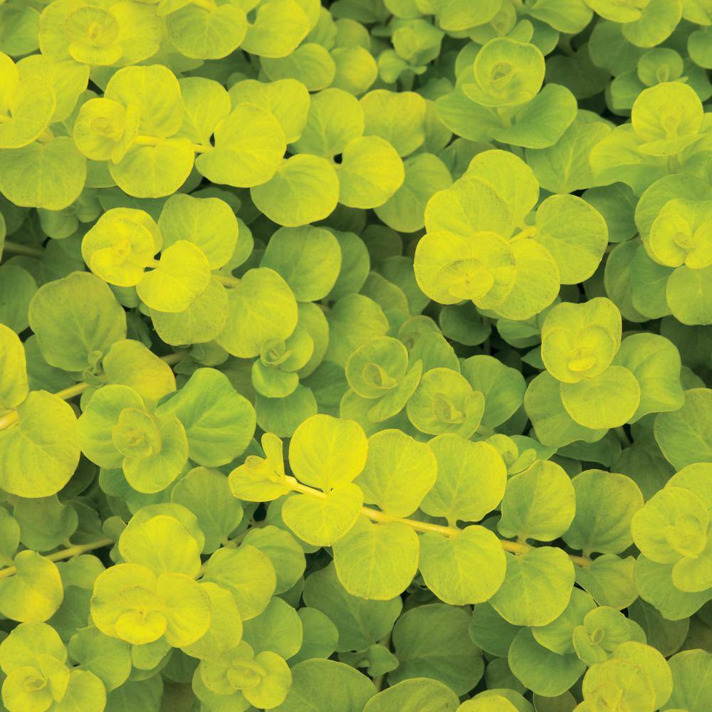 Perennial Lysimachia Groundcover (6-Pack) - Hercitys