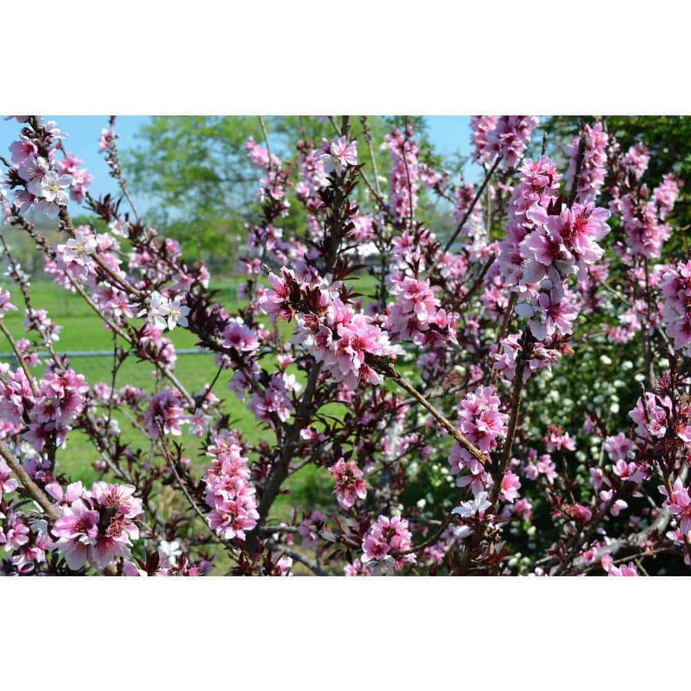 7 Gal. Bonfire Flowering Peach Live Patio Tree with Dark Red Foliage and Deep Pink Flowers (1-Pack) - Hercitys