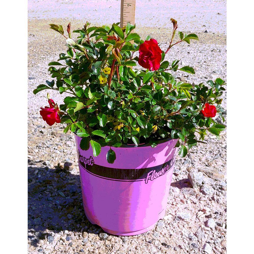 8 in Pink Supreme Flower Carpet Rose Plant - Hercitys