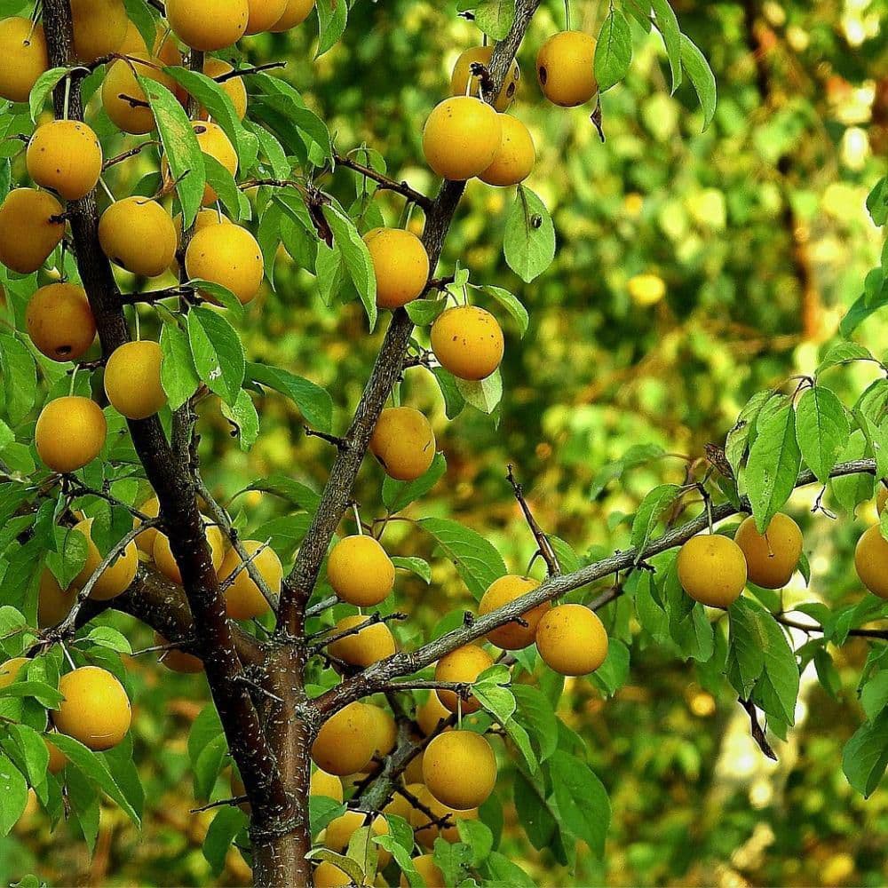 7 gal. Cherry  Plum   Fruit Tree - Hercitys