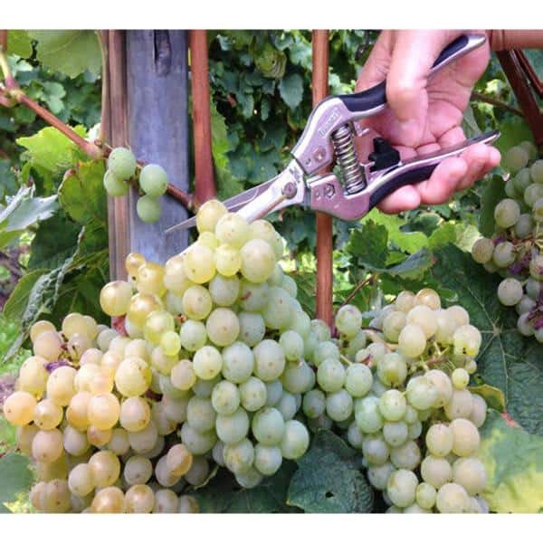 7-1/2 in. Ergonomic Straight-Blade Needlenose Pruning Shears - Hercitys