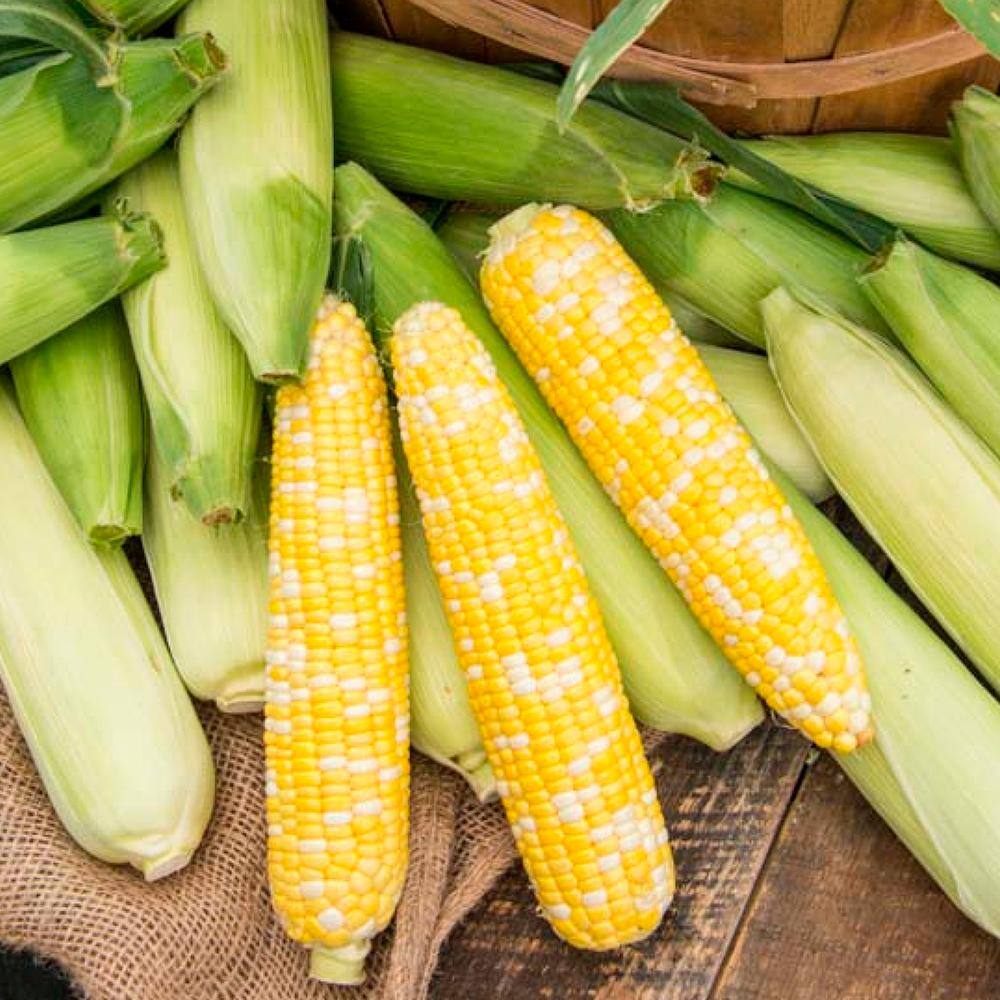 Sweet Corn Gotta Have It Hybrid (200 Seed Packet) - Hercitys