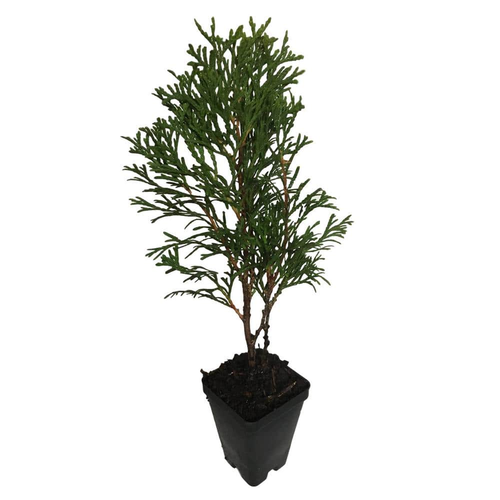 6 in. to 14 in. Tall Emerald Green Arborvitae Perennial 4 Separate Plants in 4 Separate Pots - Hercitys