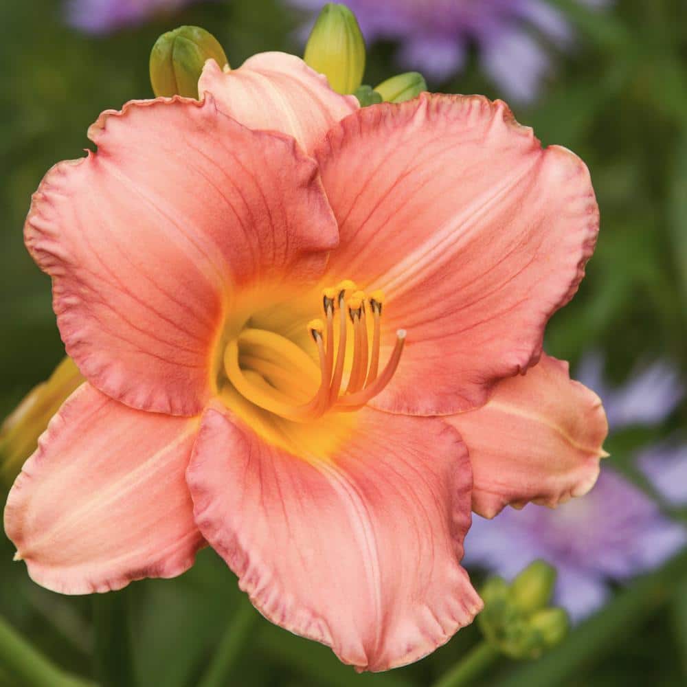 Bareroot Daylily My Melinda Perennial Plant with Lavender Flowers (25-Pack) - Hercitys