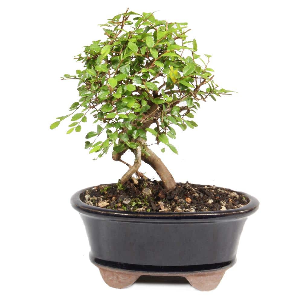 Chinese Elm Tree Root Appearing Small - Hercitys