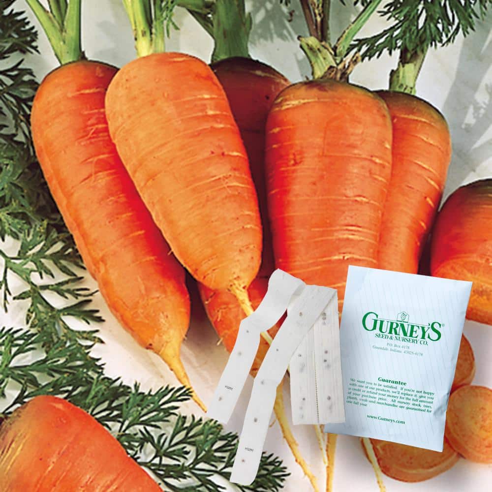 Carrot Scarlet Nantes 15 ft. Seed Tape - Hercitys