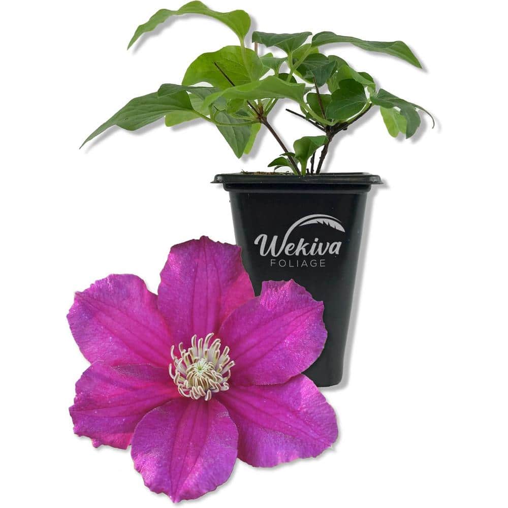 Clematis Cardinal Wyzynski-Live Starter Plant in a 2 Inch Growers Pot-Starter Plants-Rare Clematis - Hercitys