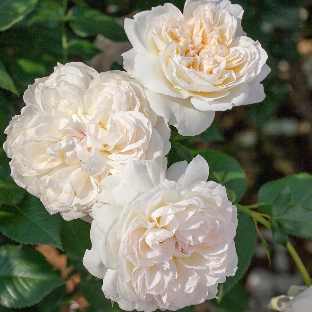 Bareroot Scentables Bolero Floribunda Rose Bush with White Flowers (2-Pack) - Hercitys