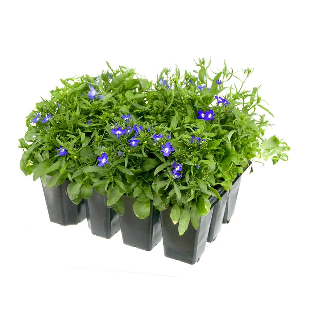 Annual Lobelia Blue 212PK – 1 Pack - Hercitys