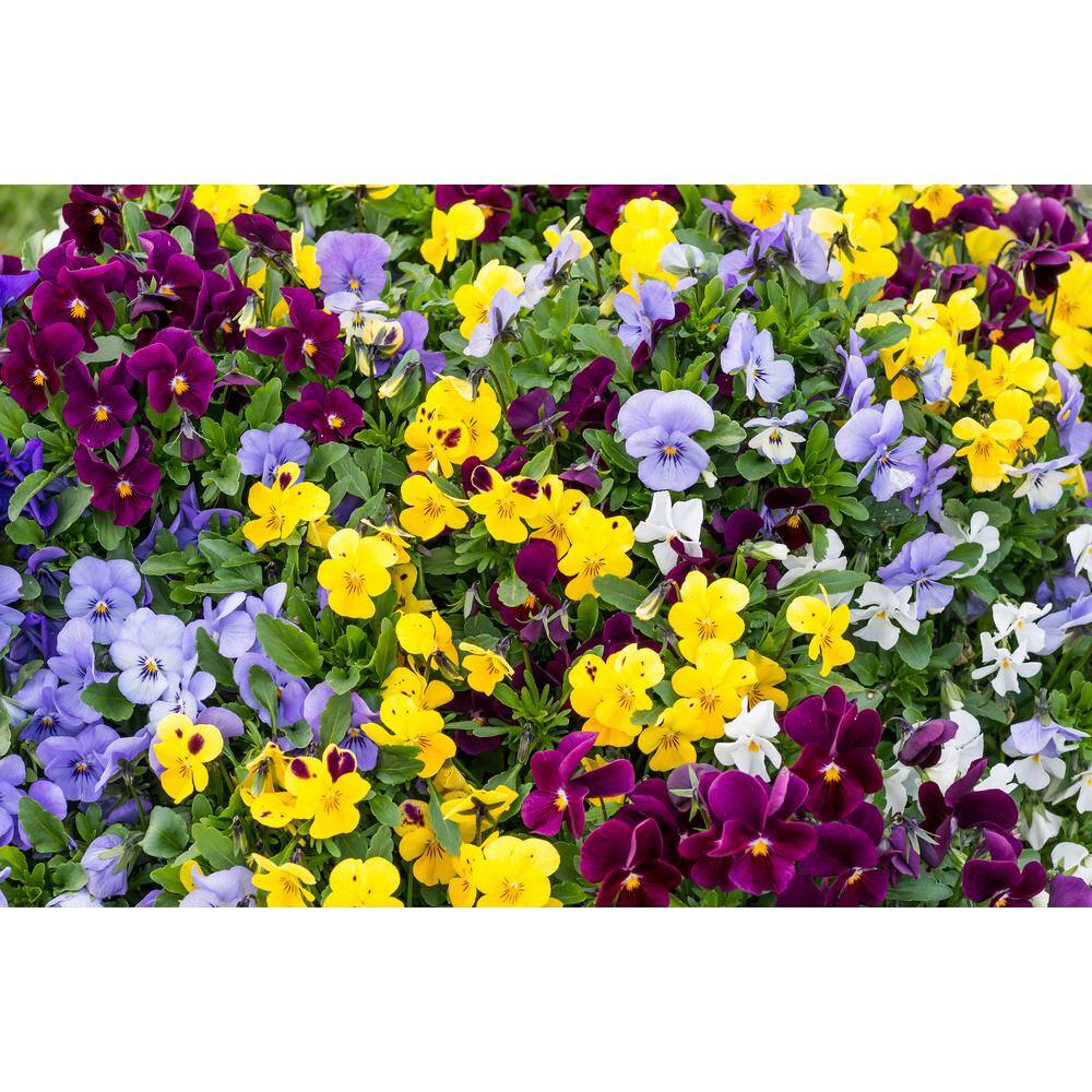 Bag O’Blooms Pansies, DIY Seed Kit (1-Packet), Assorted Flowers - Hercitys