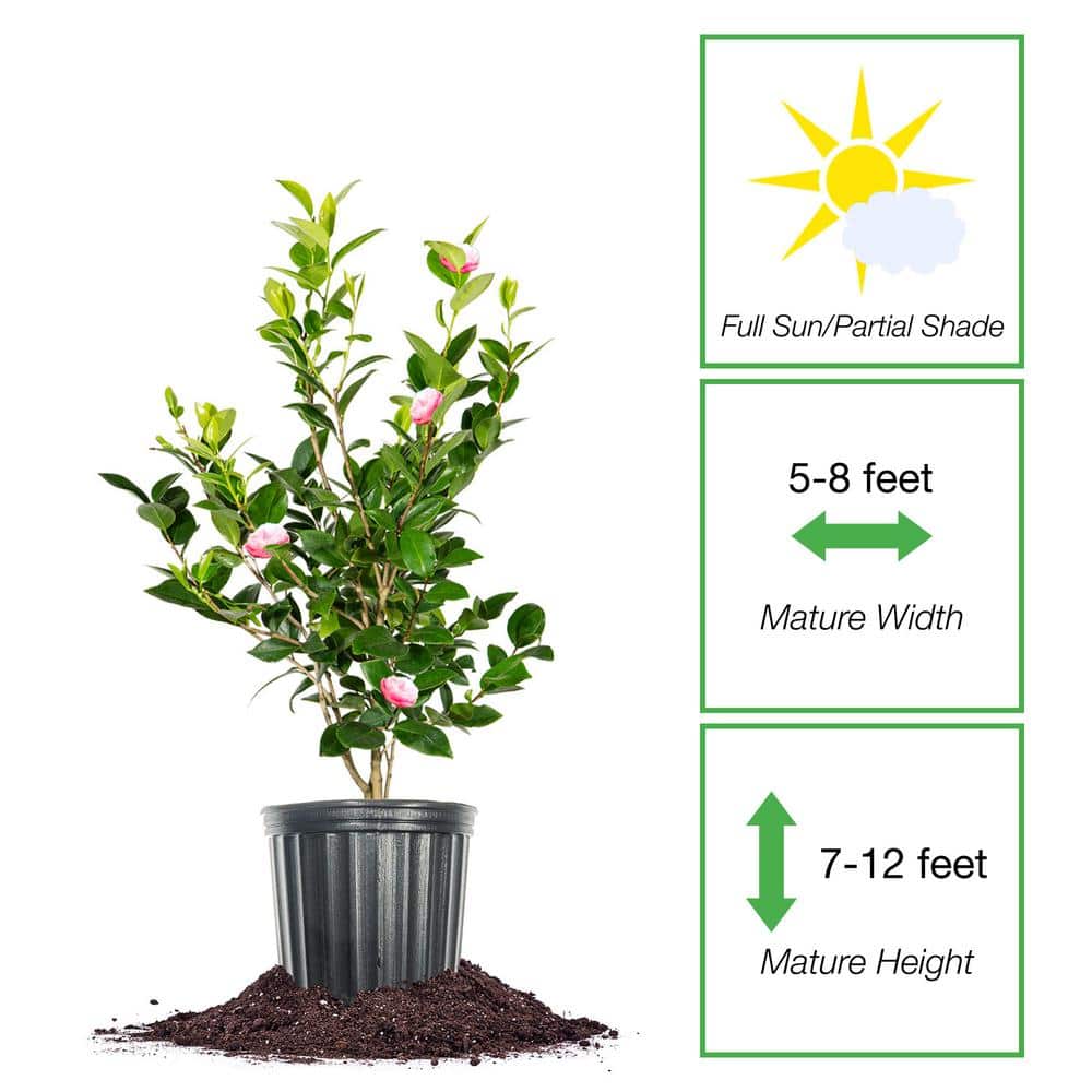 Pink Perfection Camellia Plant in 1 Gal. Grower’s Pot - Hercitys
