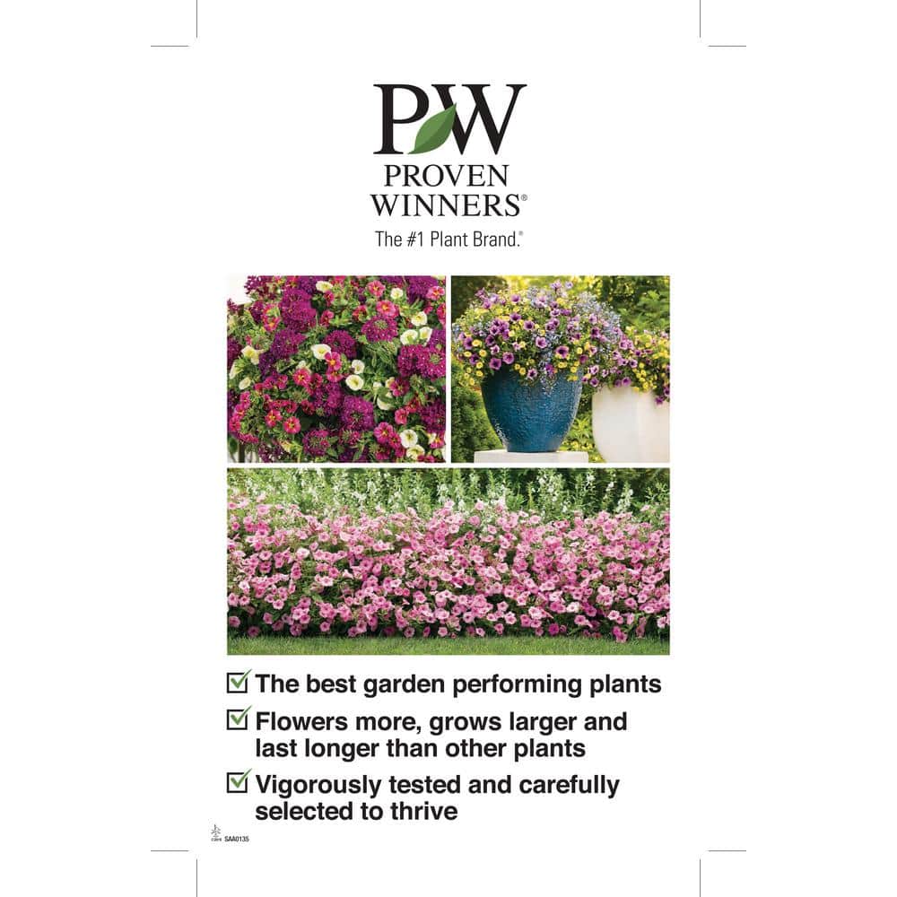 Lavender French Provence Plant in a 4 in. Container - Hercitys