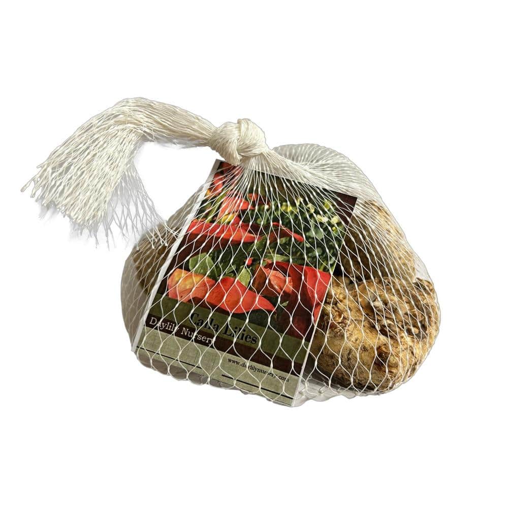 Purple Calla Lily Plant Bulbs (5-Pack) - Hercitys