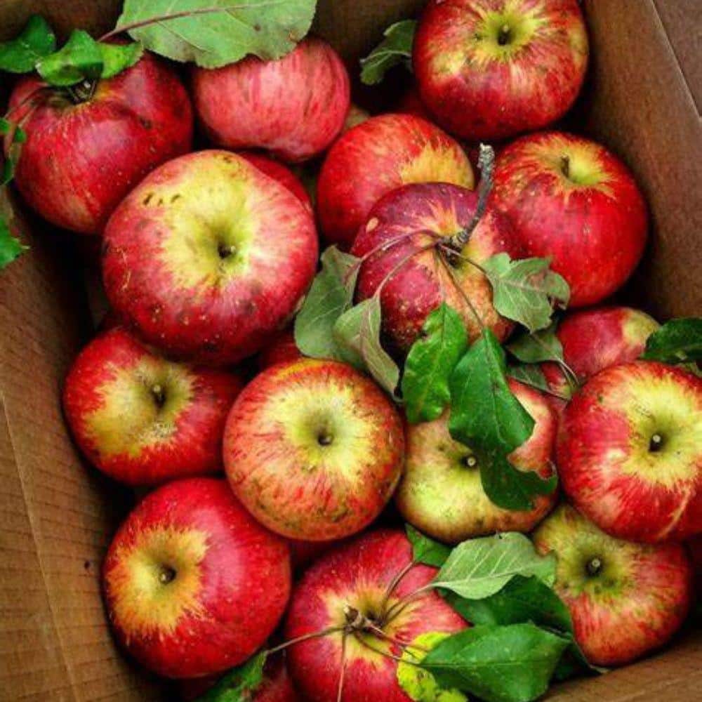 7 Gal. Wolf River Apple Tree - Hercitys