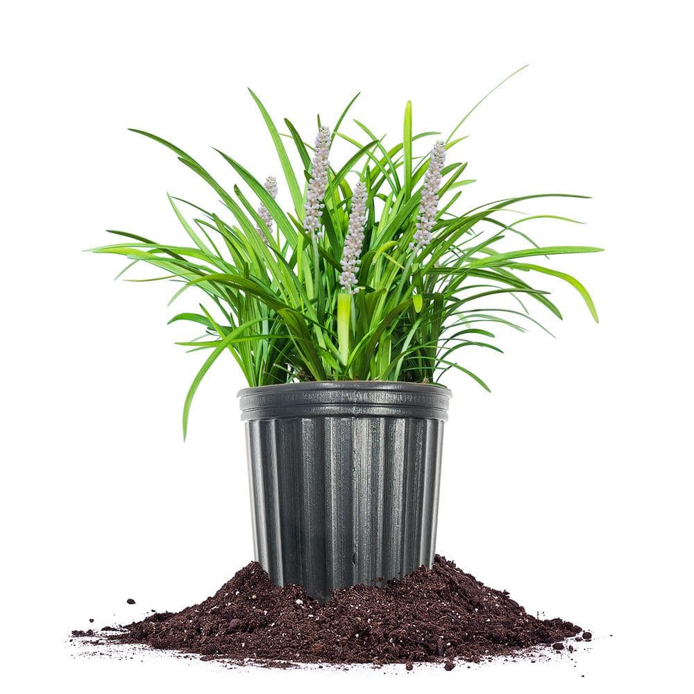 Monroe White Liriope 1 Gal. Growers Pot, White Stalk Flowering Plant - Hercitys
