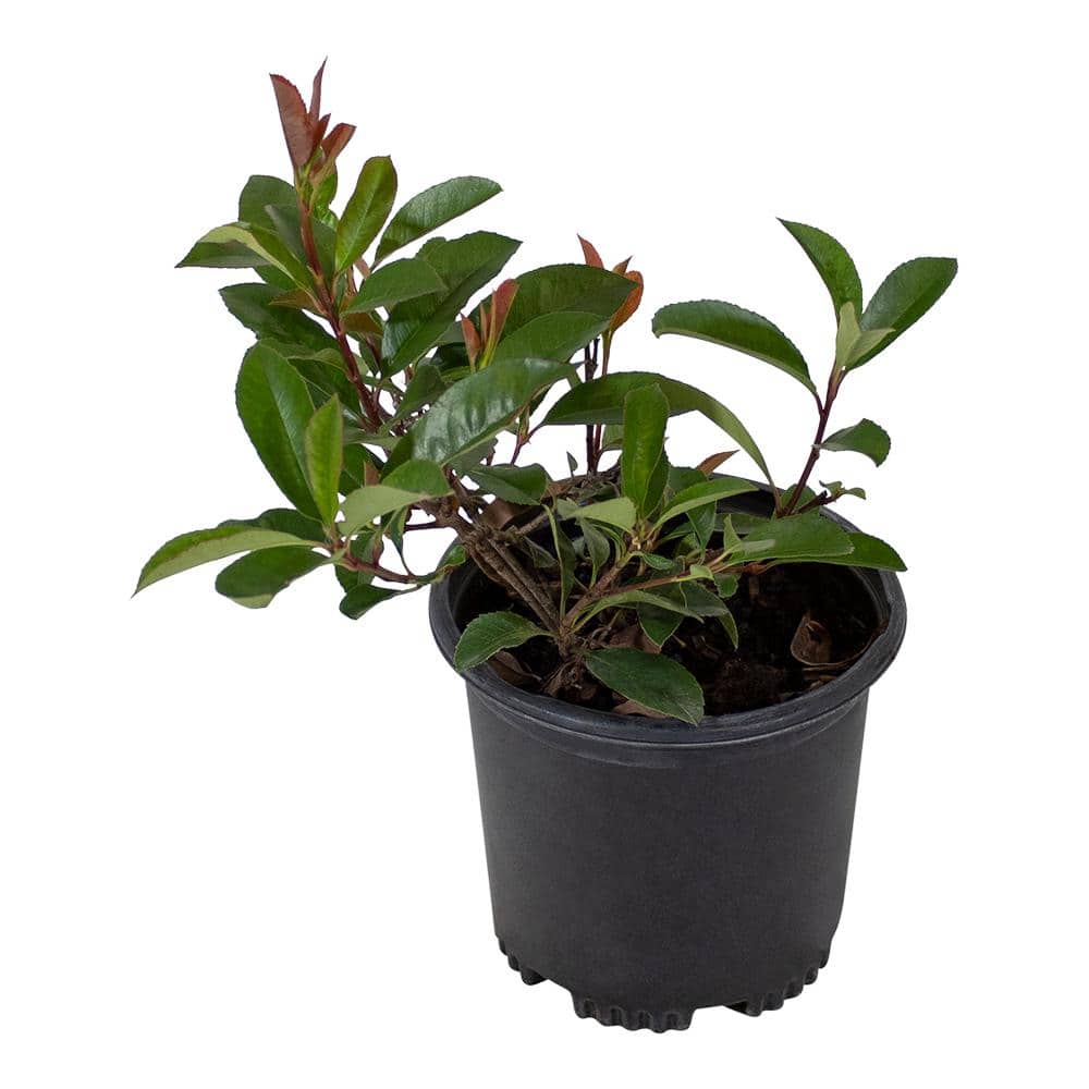 Photinia Red Robin Shrub, Photinia Fraseri Hybrid, 2.5 qt. Pot, Easy Care Shrubs - Hercitys