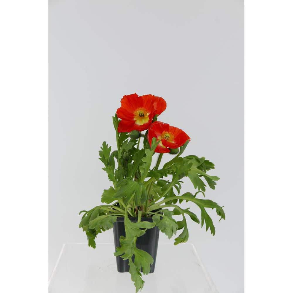 Perennial Papaver nudicaule Spring Fever 1.0 qt. (4-Pack) - Hercitys