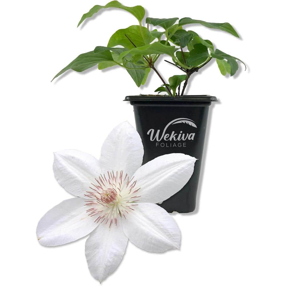 Clematis Henryi-Live Starter Plant in a 2 Inch Growers Pot-Starter Plants Ready-Beautiful White Flowering Vine - Hercitys