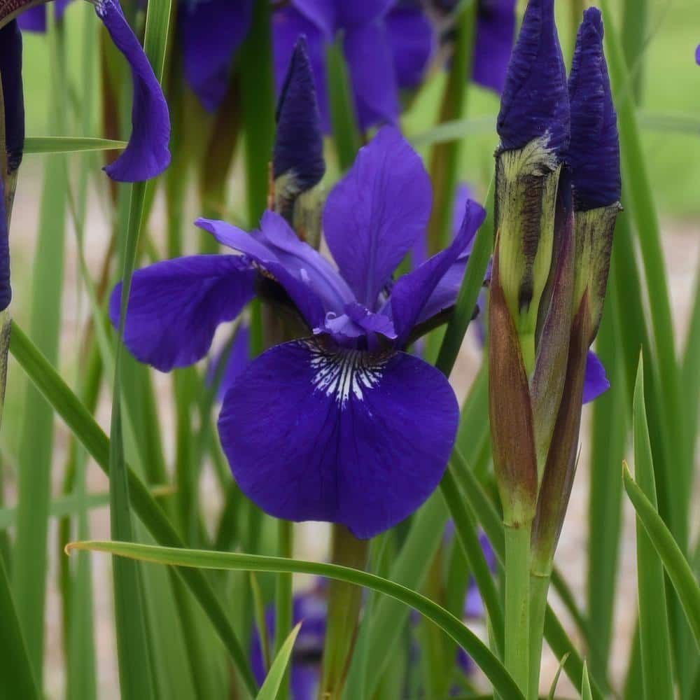 Bareroot Iris Caesar’s Brother Perennial Plant with Purple Flowers (3-Pack) - Hercitys