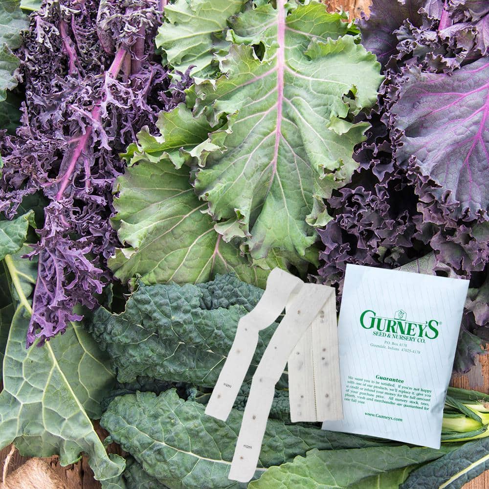 Kale Winter Wonderland Mixtur 15 ft. Seed Tape - Hercitys
