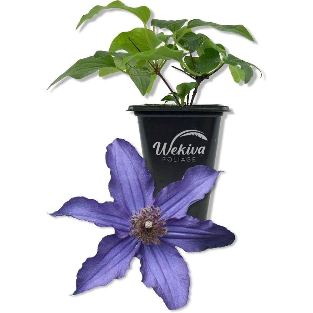 Clematis Sapphire Indigo-Live Starter Plant in a 2 Inch Growers Pot-Starter Plants Ready for The Garden - Hercitys
