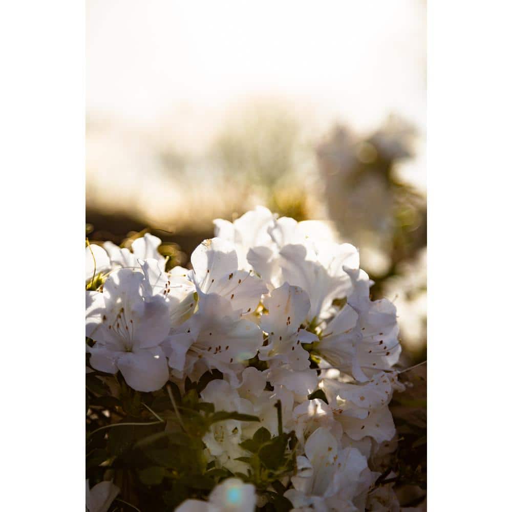 Azalea Encore Autumn Ivory 3 Gal. Shrub with Bright White Reblooming Flowers - Hercitys