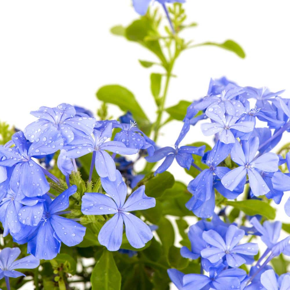 Blue Plumbago Capensis Outdoor Plant Garden Perennial Evergreen with Lavender-Blue Blooms in 2.5 qt. Grower Pot - Hercitys