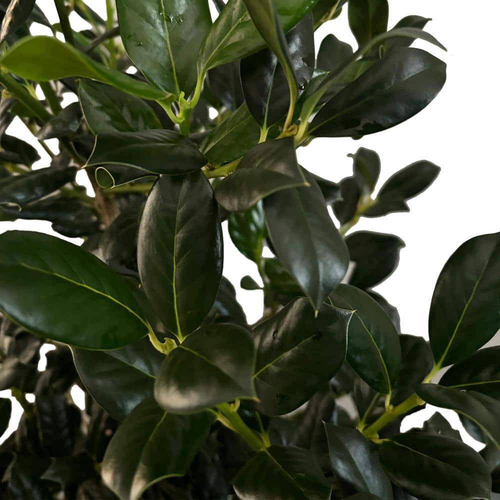 7 Gal. Nellie R. Stevens Holly Shrub with Dark Green Foliage - Hercitys