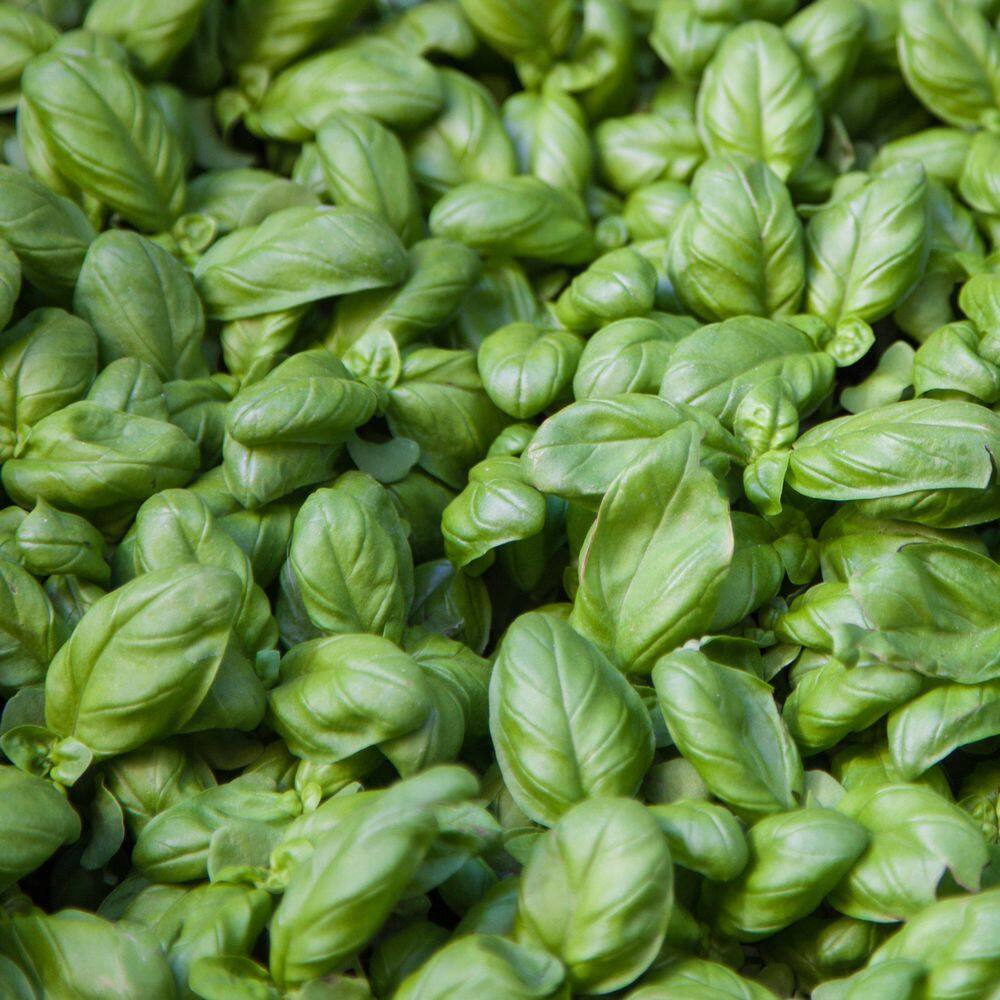 6.1 in. Basil Healthy Seed Grow Kit - Hercitys