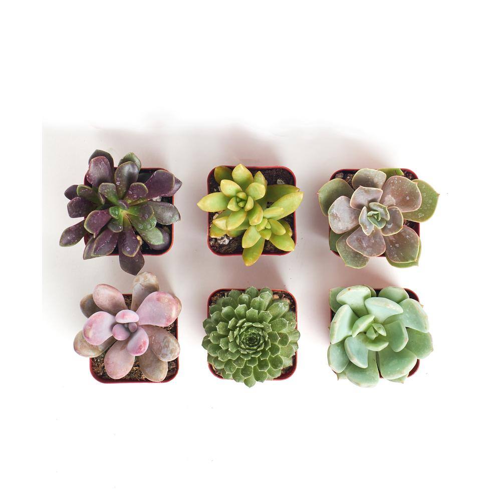 Unique Assortment of Hand Selected Fully Rooted Live Indoor Succulent Plants (6-Pack) - Hercitys