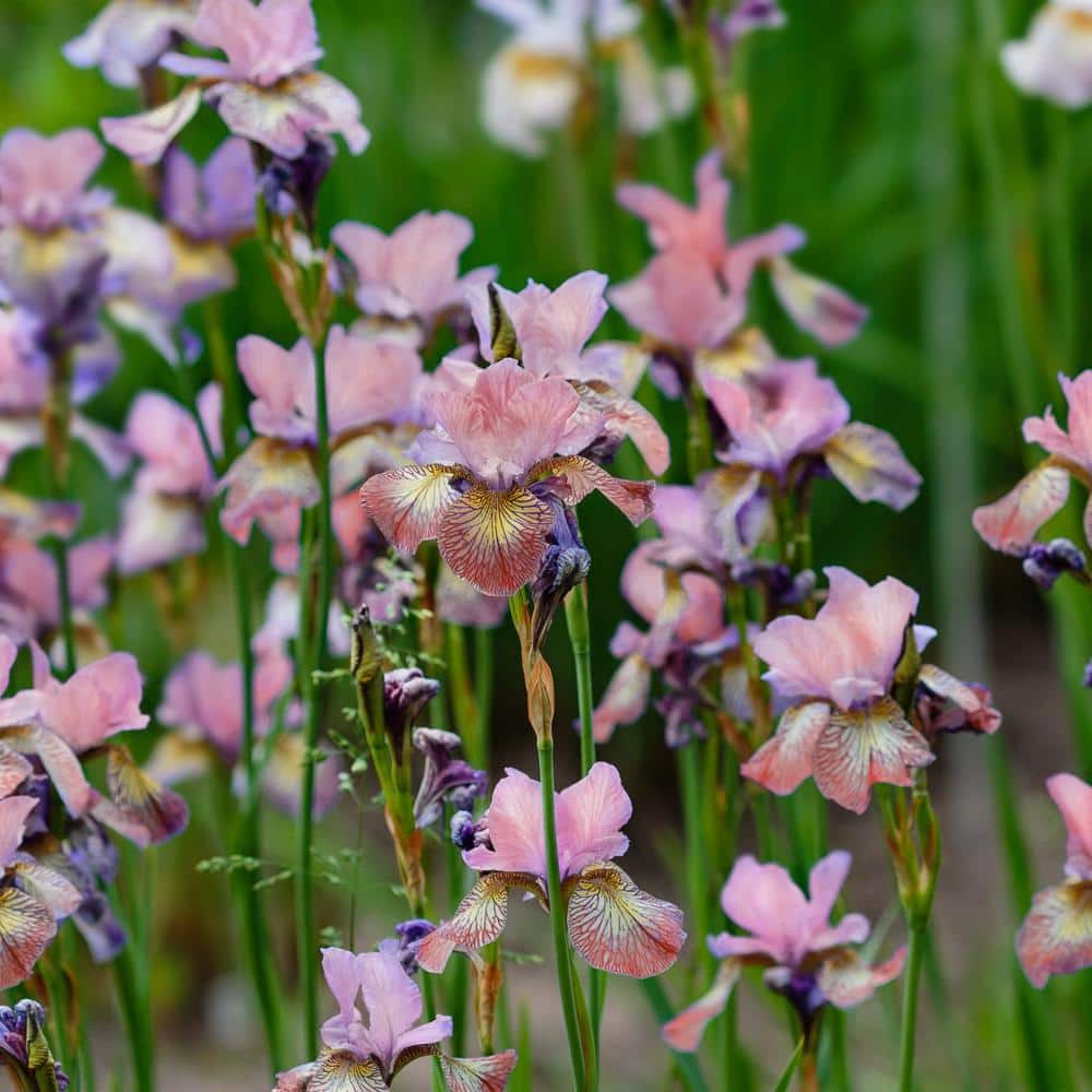 Bareroot Iris Siberian Perennial Plant Collection with Multicolor Flowers (4-Pack) - Hercitys