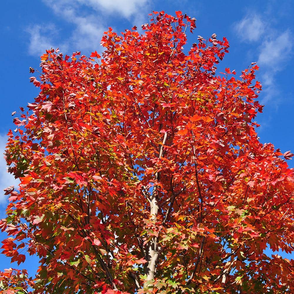 October Glory Red Maple Shade Tree - Hercitys