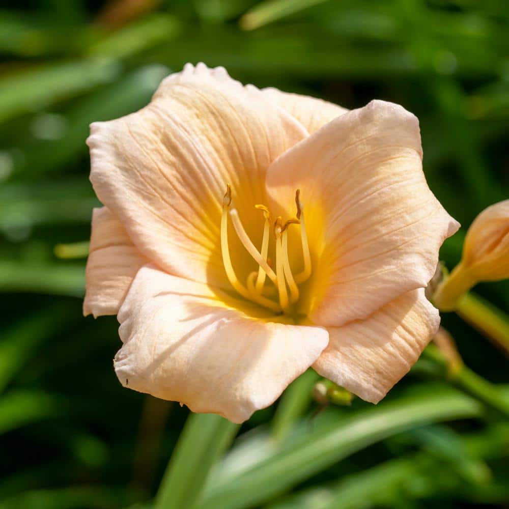 Bareroot Daylily Mini Pearl Perennial Plant with Pink Flowers (3-Pack) - Hercitys