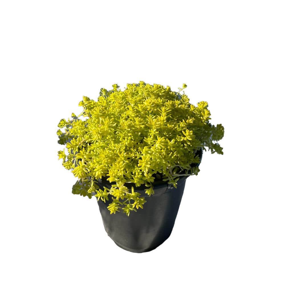 Gold Moss Sedum Plants in Separate in Pots (3-Pack) - Hercitys