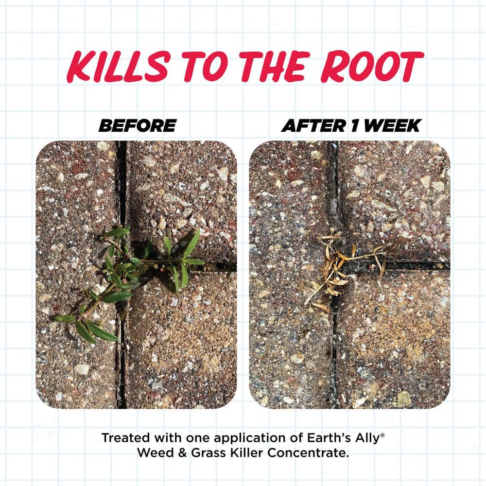 Weed and Grass Killer 1.25 lb. Powder Concentrate Makes 1 Gal. - Hercitys