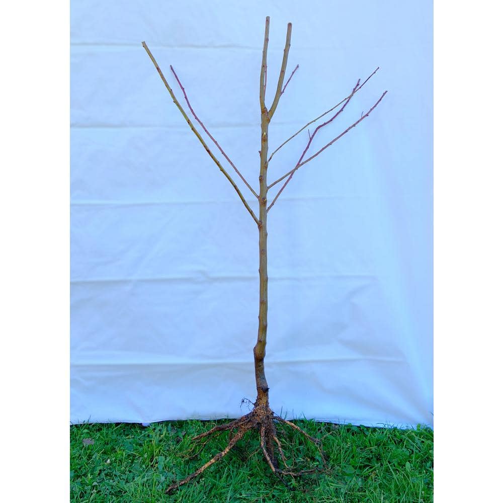 Dwarf Nijisseiki Asian Pear Bare Root - Hercitys