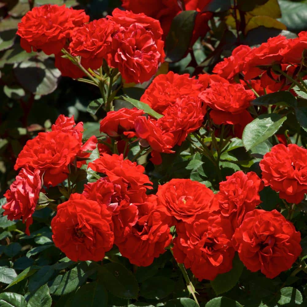 Bare Root Red Rose Plant with Blooms - Hercitys