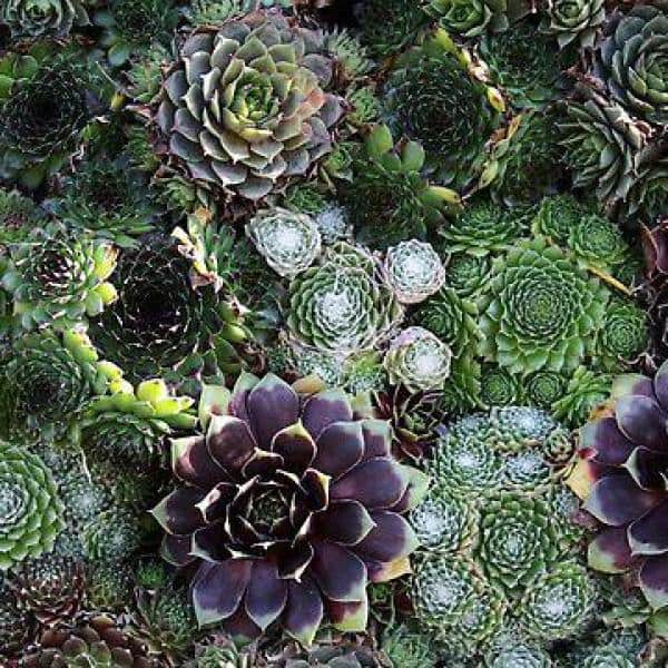 Perennial Sempervivum Assorted Groundcover (6-Pack) - Hercitys
