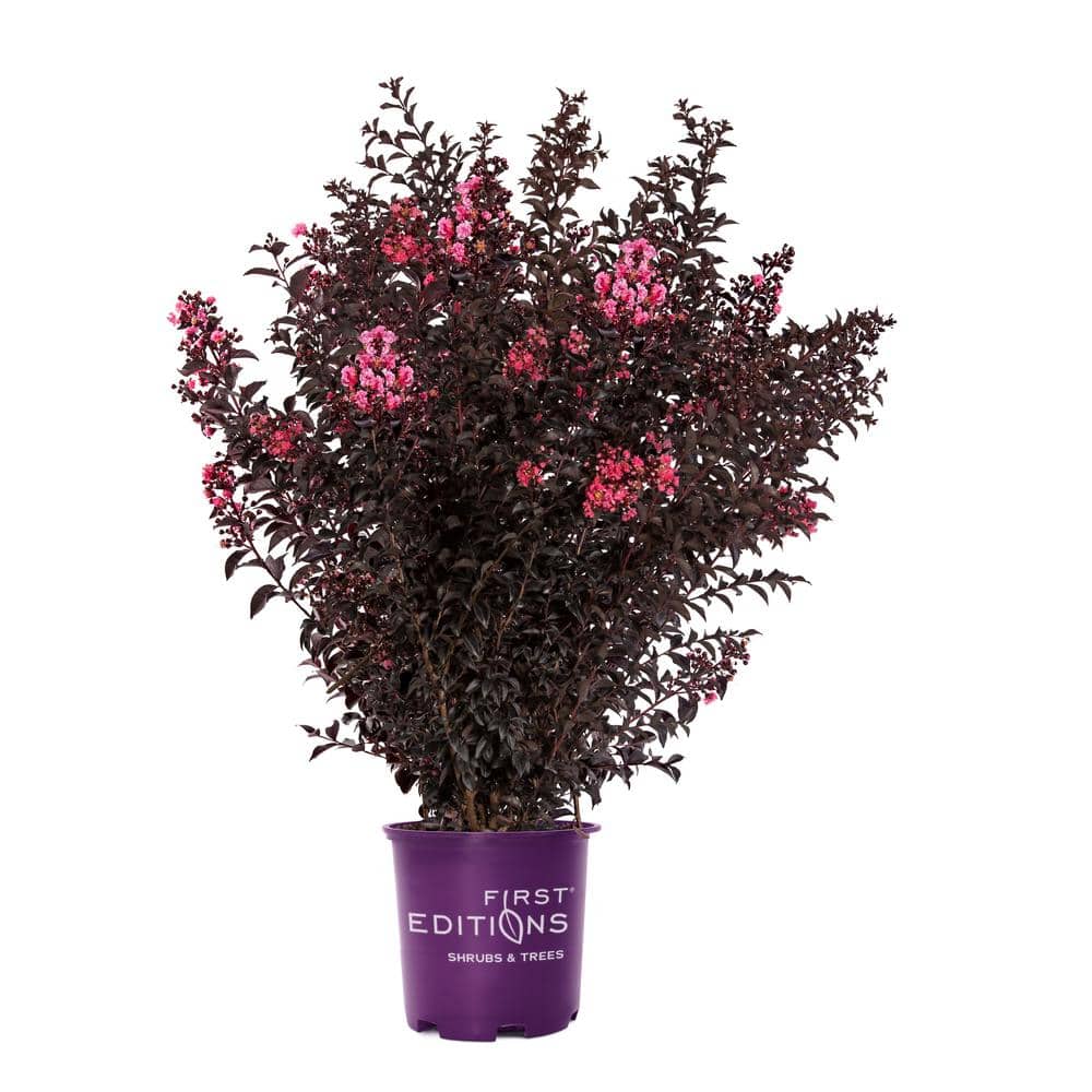 7 Gal. Sunset Magic Crape Myrtle Flowering Deciduous Tree with Red Flowers - Hercitys