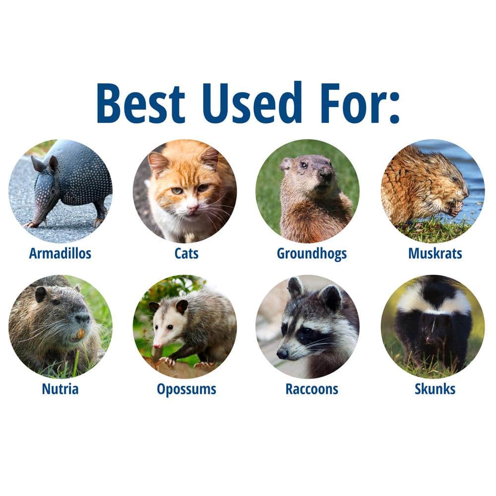 Large 1-Door Easy Set Live Animal Cage Trap for Racoon, Opossum, Muskrat, and Groundhog - Hercitys